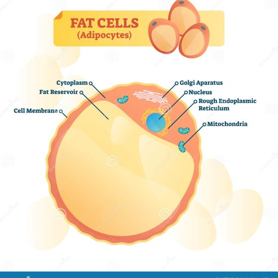 Unveiling the Fat-Burning Power of CoolSculpting for Belly Fat Reduction