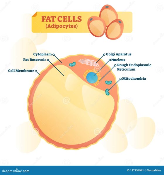 Unveiling the Fat-Burning Power of CoolSculpting for Belly Fat Reduction