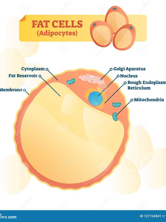 Unveiling the Fat-Burning Power of CoolSculpting for Belly Fat Reduction